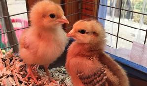 Baby Chickens at Little Hands Garden School Preschool